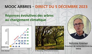 Réponses évolutives des arbres au changement climatique