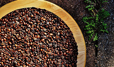 Le bio c’est dans la nature des producteurs de café des Cordillères américaines : l’exemple du Chiapas et de l’Oaxaca