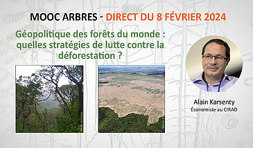 Géopolitique des forêts du monde : quelles stratégies de lutte contre la déforestation ?