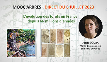 L'évolution des forêts en France depuis 66 millions d'années