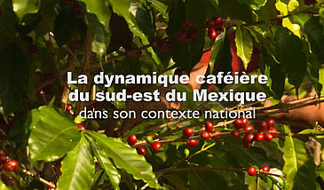 La dynamique caféière du sud-est du Mexique dans son contexte national