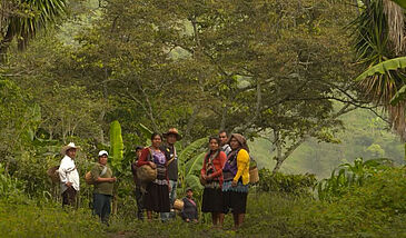 Le poids des communautés indigènes dans la production caféière du Chiapas, un exemple : Majomut